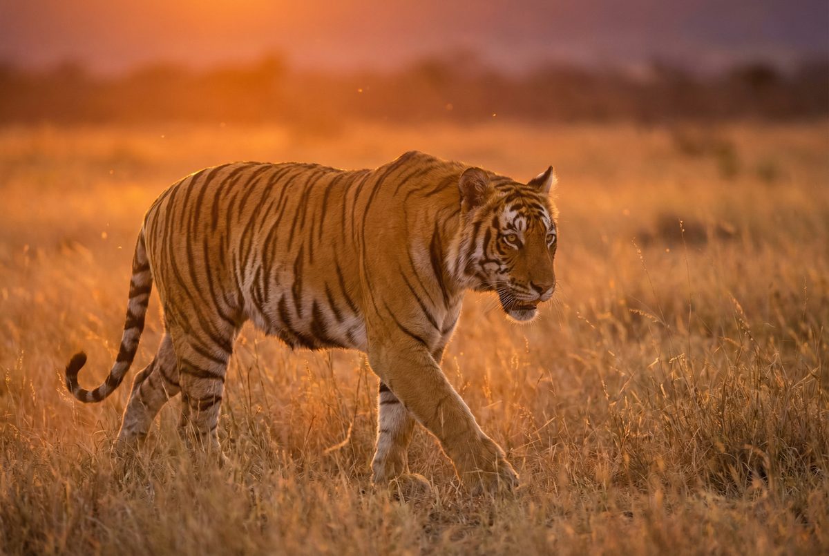 福利姬动物MV视频 动物写真MV视频演示